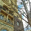 Высаженные по программе «Моя улица» деревья хорошо перенесли зиму